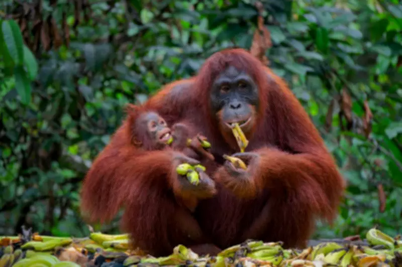 Indonesia Floods Kill 7% of Rare Tapanuli Orangutan Population: Report