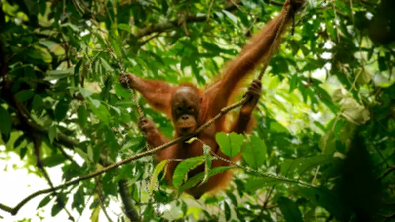 Indonesia Floods Killed 7% of Rare Orangutans, Report Says