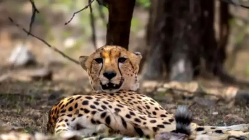 Injured Indian-born female cheetah rescued in Morena, shifted for treatment