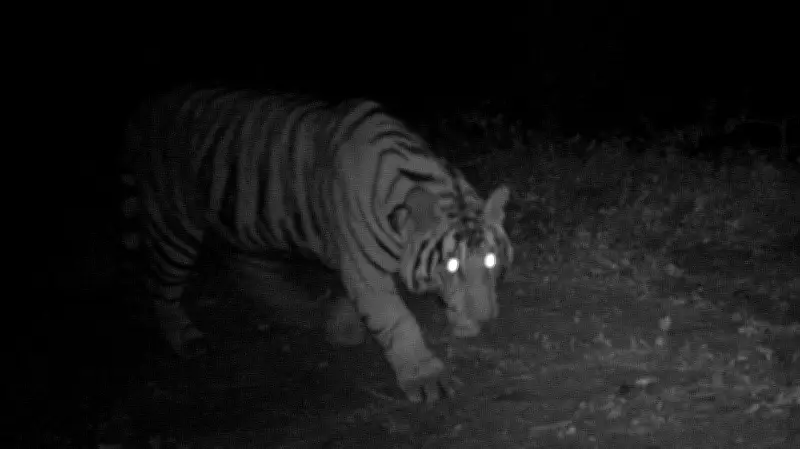 Injured Tiger with Snare Sparks Massive Search in Karnataka's Muthodi Range, Tourists Alerted