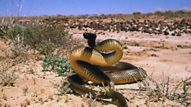 Inland Taipan: The World’s Most Venomous Yet Elusive Snake