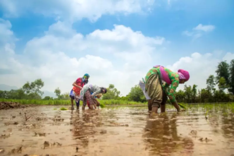 Intense Heat and Labour Shortage Delay Paddy Transplantation in Fatehgarh Sahib