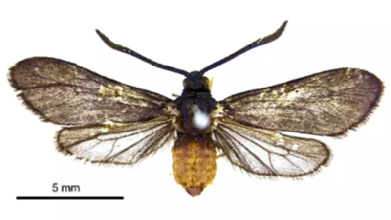 Invasive Fly Introduction in Fiji Led to Moth Extinction: A Cautionary Tale