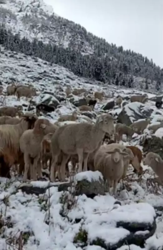 J-K Police Rescues Critically Ill Shepherd from Remote Ganderbal Forest