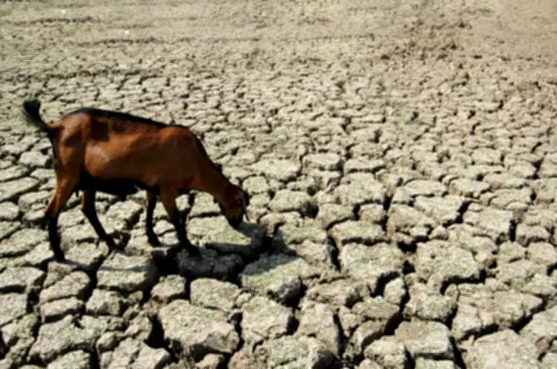 Jharkhand to Get Timely Monsoon Onset This Year, Says IMD