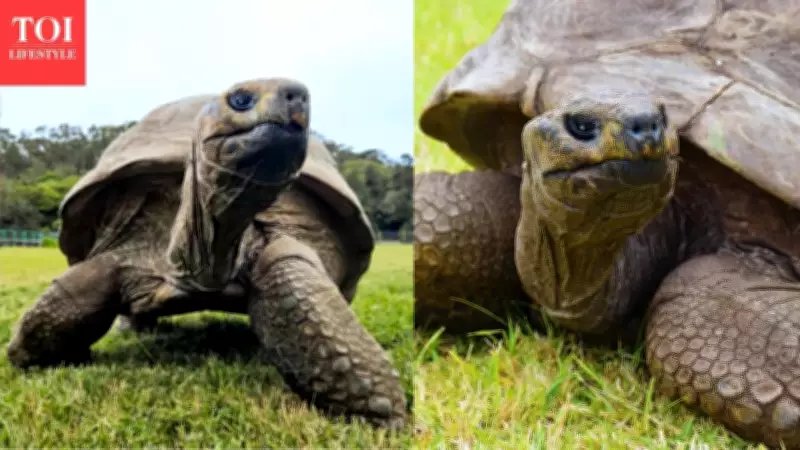 Jonathan: 194-Year-Old Giant Tortoise Named to Guinness World Records Icons List