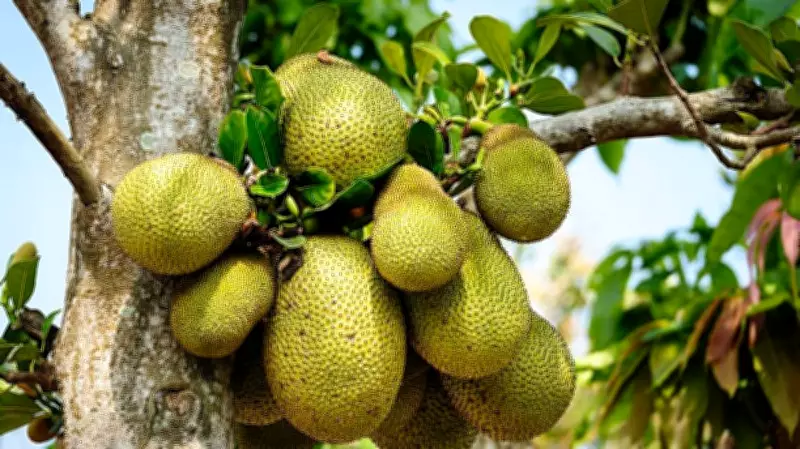 Joys of Jackfruit: Thai Recipes and Health Benefits of This Versatile Fruit