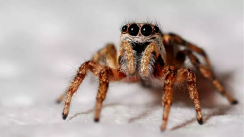 Jumping Spider Vision Inspires Ultra-Low-Power 3D Camera for Robots and Drones