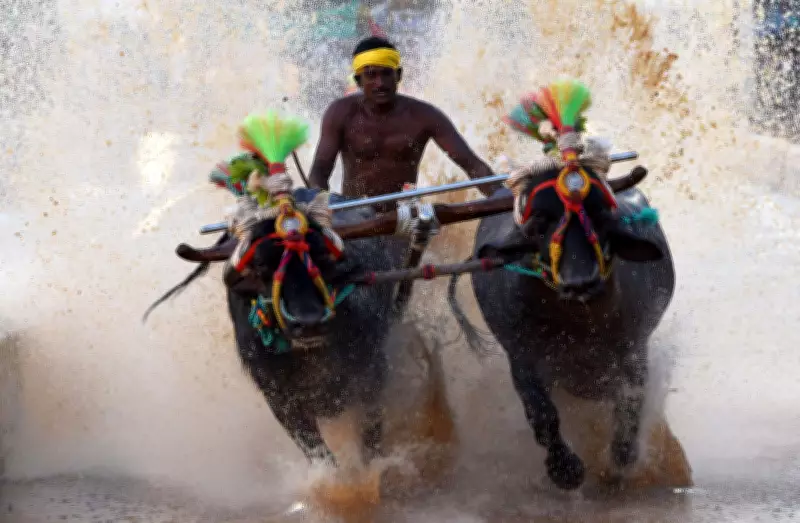 Kambala Buffalo Race to Debut at Mysuru Dasara Festival 2023