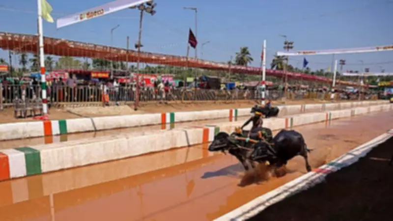 Kambala to Be Part of Mysuru Dasara Celebrations This Year