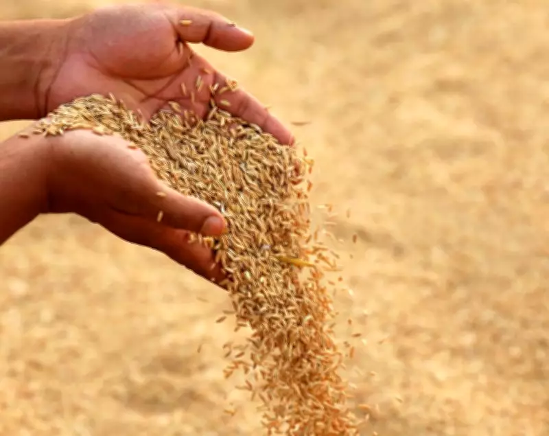 Karnal Forms Six Teams to Verify Paddy Stock at Rice Mills Ahead of CMR Deadline