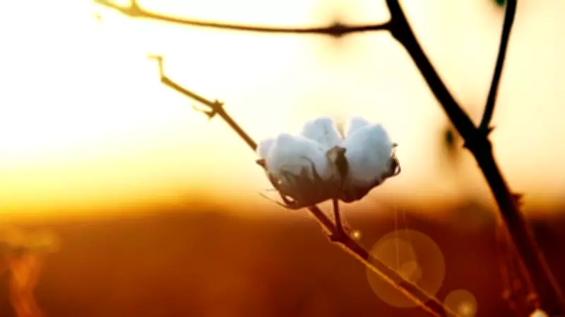 Karnataka Agriculture Dept Alerts 13 Districts on Unauthorised GM Cotton Seeds