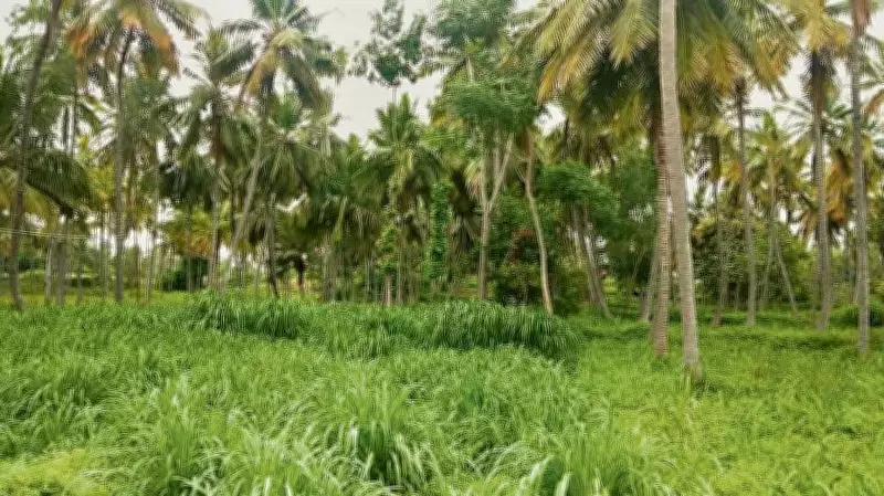 Karnataka Farmers Resist Bidadi Township: Opt for Farming Over Factory Jobs