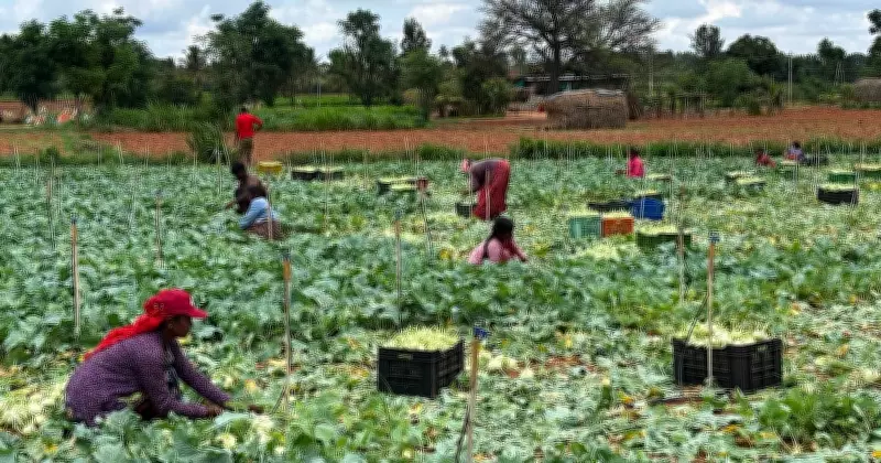 Karnataka Farmers Showcase Diverse Harvests and Agricultural Preparations
