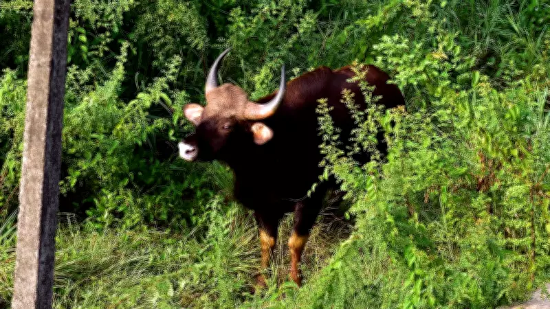 Karnataka Forest Dept to Draft SOP for Capturing Indian Gaur