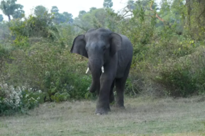 Karnataka Forest Dept to Drive Wild Elephants Back into Forest in 3-Day Operation