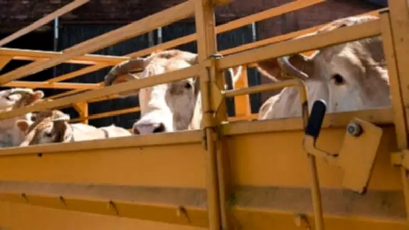 Karnataka: Two Booked for Illegal Cattle Transport After Vehicle Overturns