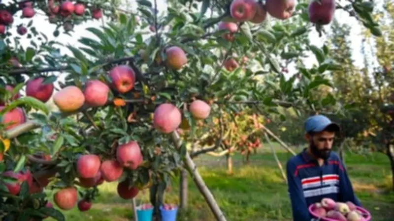Kashmir Apple Growers Face Hailstorm Losses and Import Competition Crisis