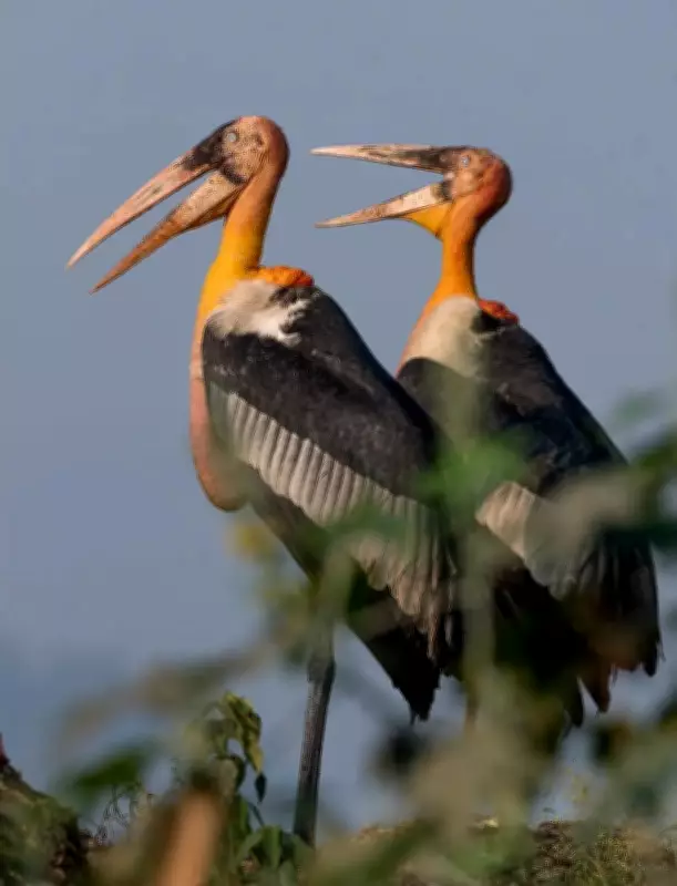 Kaziranga Tiger Reserve: A Haven for 45% of India’s Raptor Species