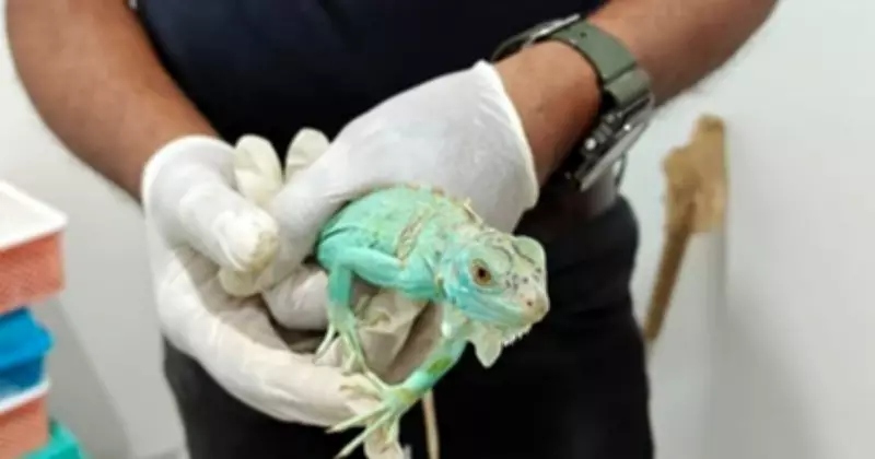 Kempegowda Airport Records 3 Wildlife Smuggling Cases in 3 Months