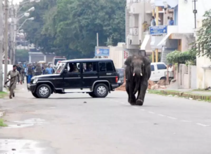 Kerala Unveils Total Defence System to Curb Wildlife Attacks on Human Settlements