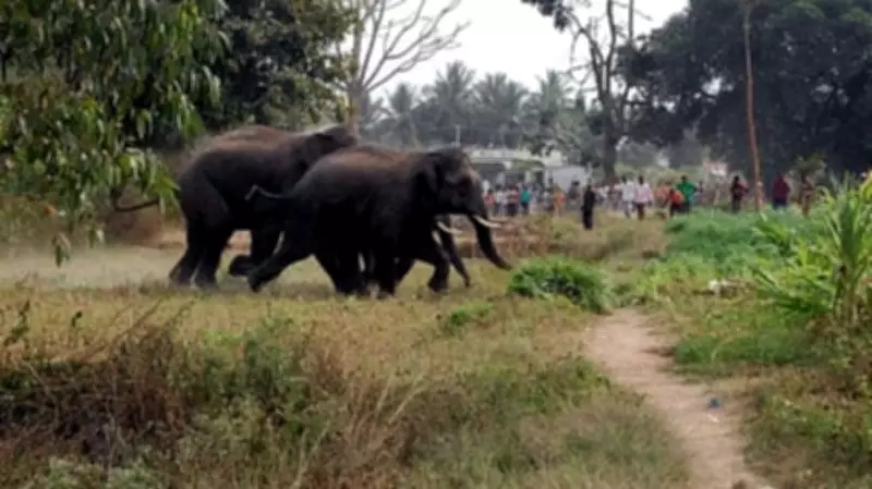 Kerala Witnesses Consecutive Wild Elephant Attack Deaths