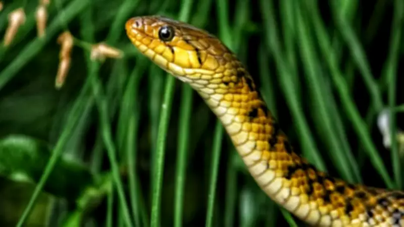 Kerala's Diverse Snake Fauna: Venomous and Non-Venomous Species