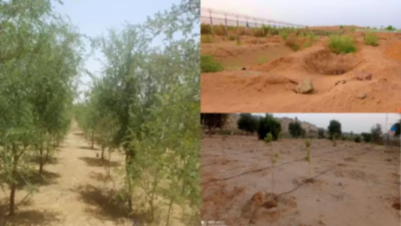 Khejri Tree Revives Greenery in Rajasthan's Thar Desert