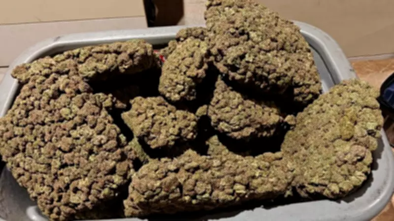 KIA Customs Seize Record 520 kg Hydroponic Ganja in Two Months