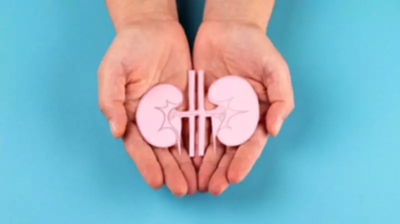 Kidneys Have Hidden Backup System to Conserve Water, Study Reveals