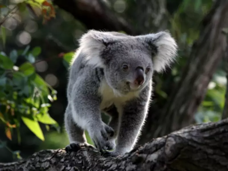 Koala Study Challenges Assumptions About Genetic Diversity and Extinction Risk