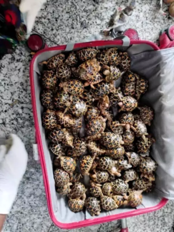 Kolkata Customs seizes 1,100 protected animals, two held at airport