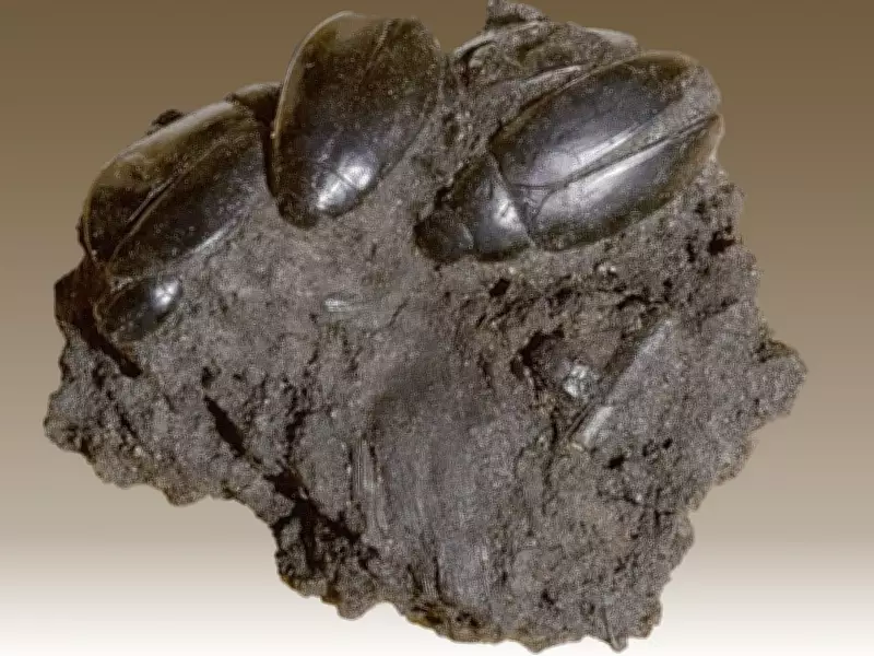La Brea Tar Pits: Century-Old Excavation Reveals Ice Age Fossil Treasure