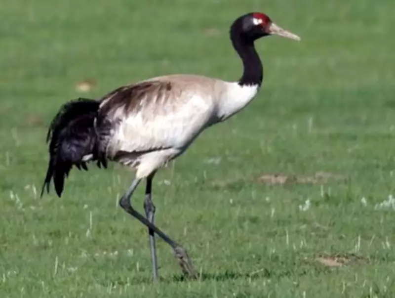 Ladakh Proposes Global Black-Necked Crane Festival for August