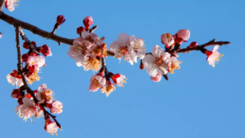 Ladakh's Apricot Blossom Festival: A Stunning Spring Spectacle in the Himalayas