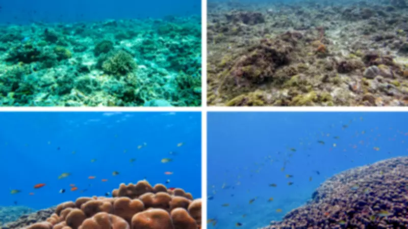 Lakshadweep Potato Patch Coral: A Giant Marine Discovery at Kadmat Island