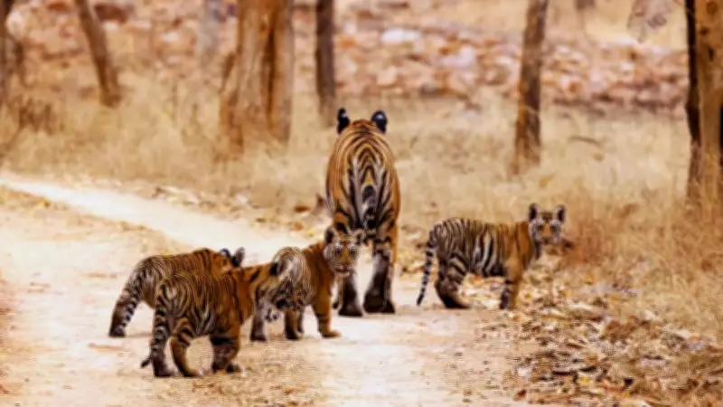 Last Chance to Spot Tigers: Indian National Parks Closing for Monsoon in June