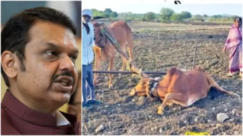 Latur Farmer Gets Sick Bull as Compensation, Faces Treatment Costs