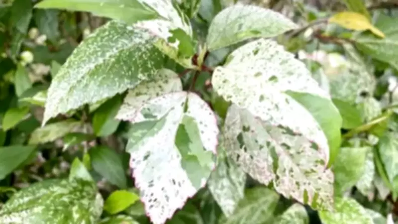 Leaves Turning Chalky White: Causes and Fixes for Gardeners