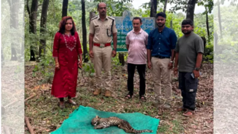 Leopard cub dies despite medical care in Karnataka's Sagar anti-poaching camp