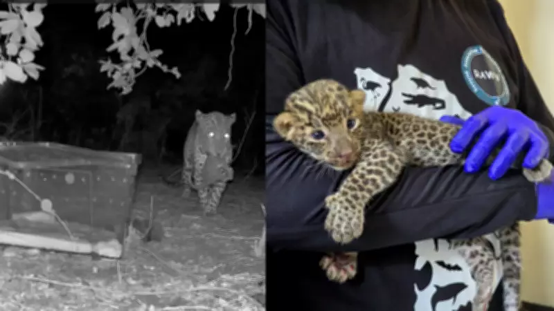 Leopard Cub Rescued from Stray Dogs, Reunited with Mother in Thane