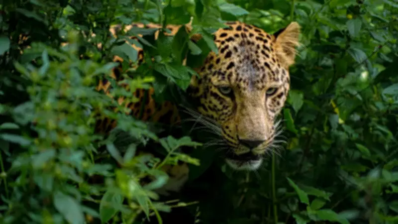 Leopard Rescued from Unused Toilet in Chikkamagaluru, Karnataka