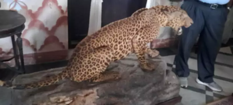 Leopardess Rescued After Injuring Three in Hassan Village