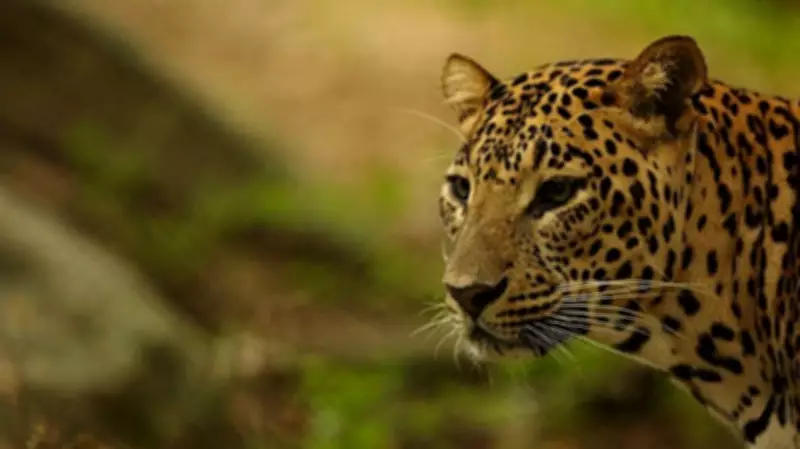 Leopardess Rescued from Toilet in Karnataka's Tarikere