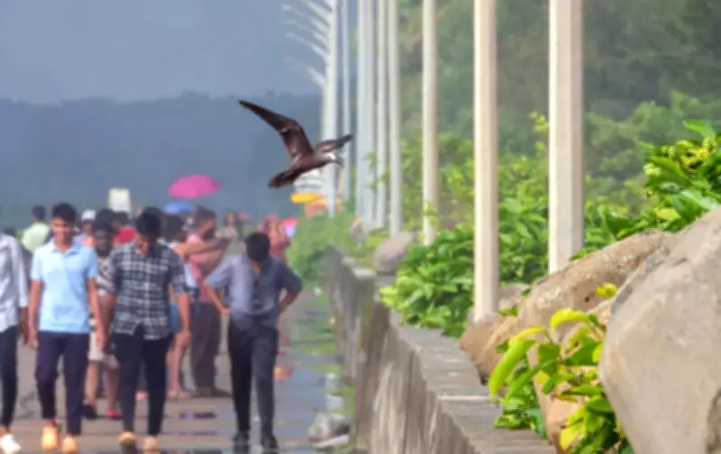 Lesser Noddy Seabird Documented for First Time in Karnataka's Udupi District