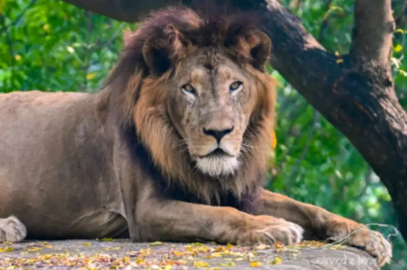 Lion Ajay Dies at Kanpur Zoo Due to Lung Tumour, Aged 18