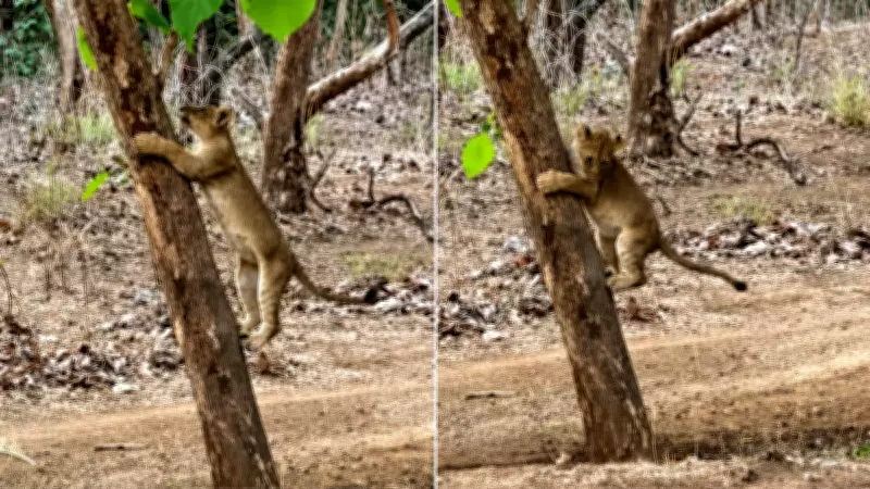 Lion Cub Climbs Tree in Gir, Then Decides to Come Back Down: Watch