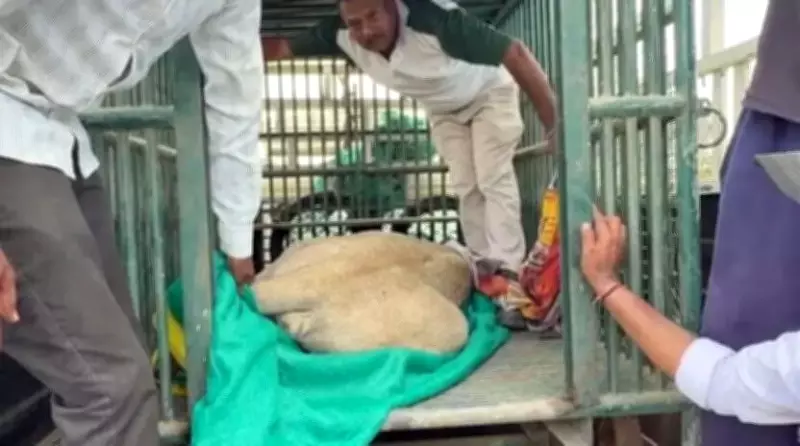 Lions Feast on Man's Body in Amreli; Probe Underway