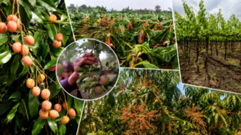 Litchi, Mango, Apple, Grapes: How Fruits Are Falling Prey to Changing Weather