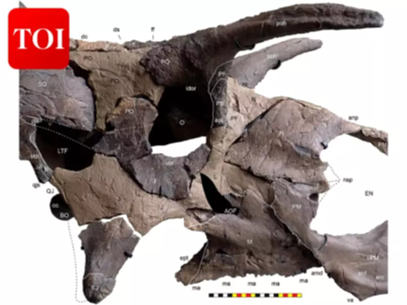 Lokiceratops: New Dinosaur Species with Asymmetrical Horns Discovered in Montana